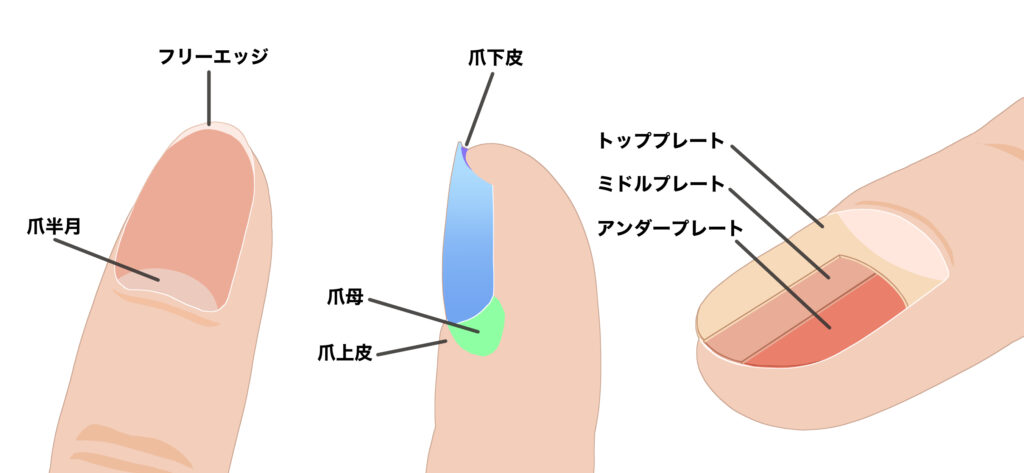 "爪の構造を示す図。トッププレート、ミドルプレート、アンダープレートの3層と、爪半月や爪母などの部位が表示されている。"